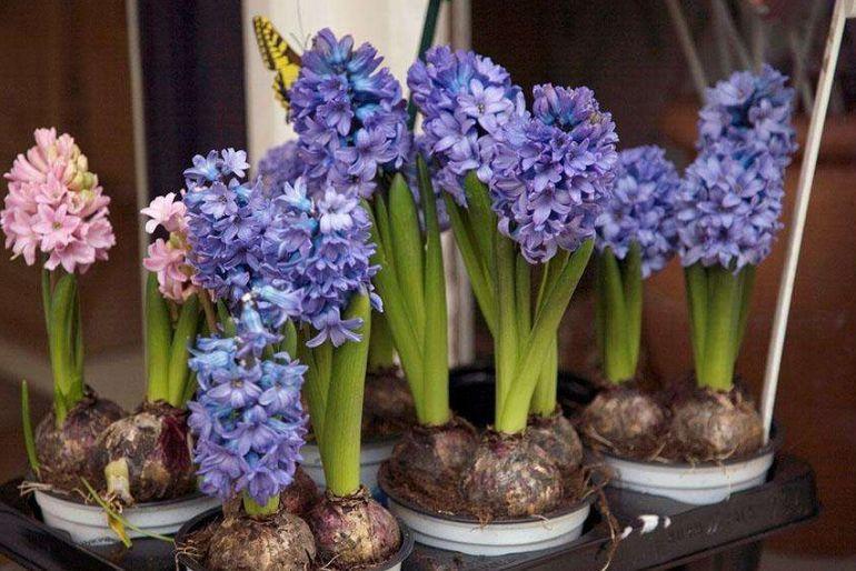 叶子发黄不停掉? 别乱用药, 找到原因是关键!