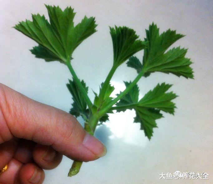 蚊子最怕这8种花, 随便养1盆, 蚊香花露水全省了!