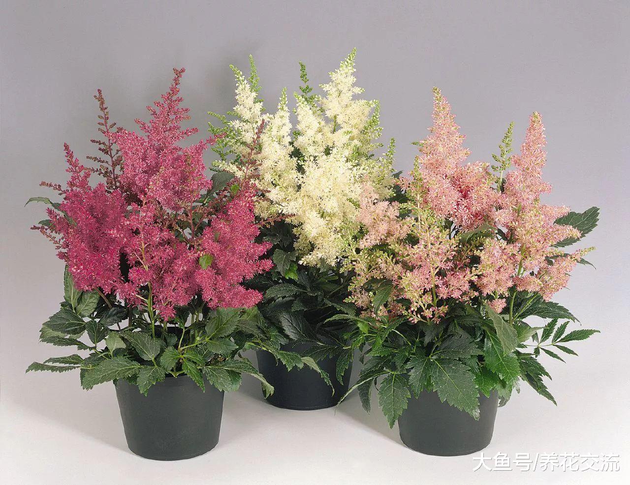 养在树荫下也能开花的落新妇, 能养成盆栽