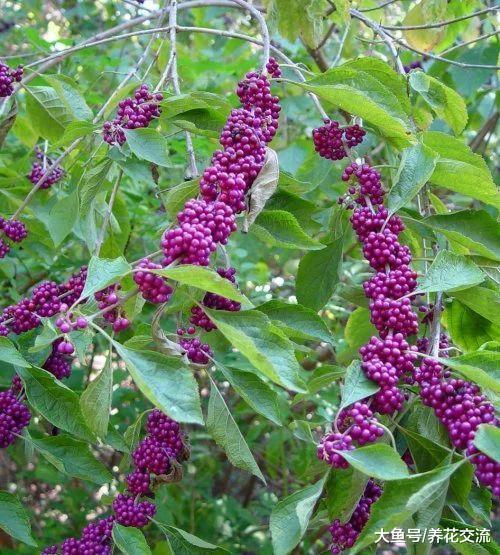 冬天能够开出灿烂紫色浆果的紫珠, 特别耐寒的观果植物