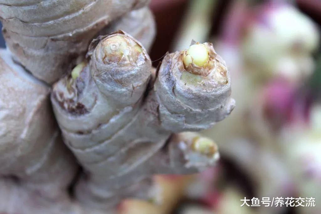 北方的朋友在室内种出自己的盆栽生姜, 冬春时节都可以种