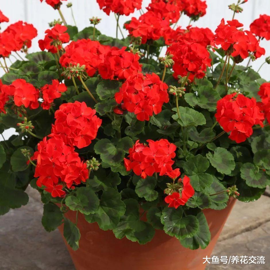 12种花朵五颜六色的夏季花卉, 种在院子里就能开花灿烂