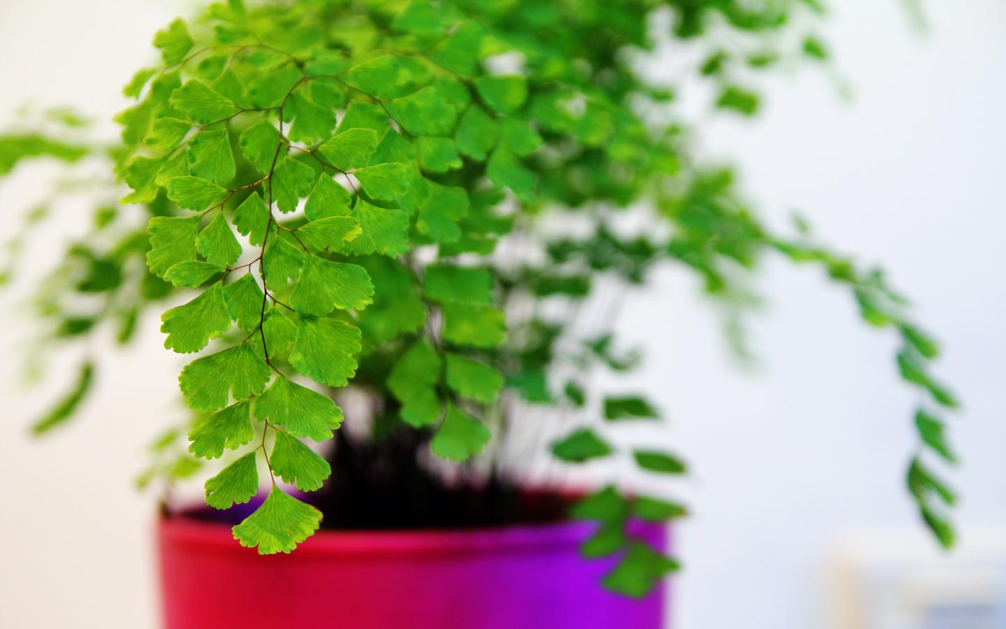 姥姥家卫生间没窗户不通风, 又潮又闷, 养了这5种花清爽干燥