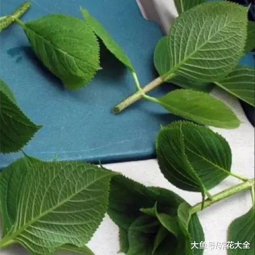 室内绣球这么养, 剪个枝种十盆, 一分钱不花!