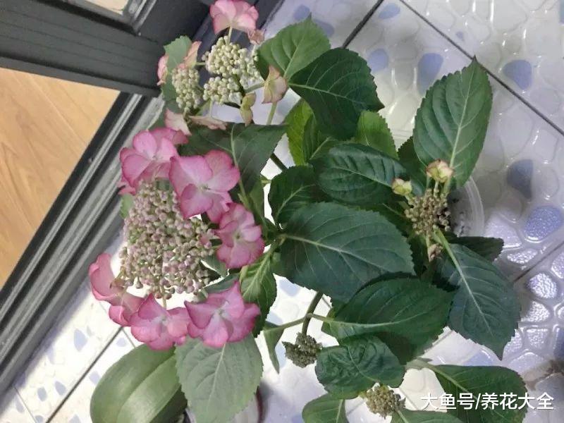 买花的时候记住这几点, 就不怕被店主坑了!