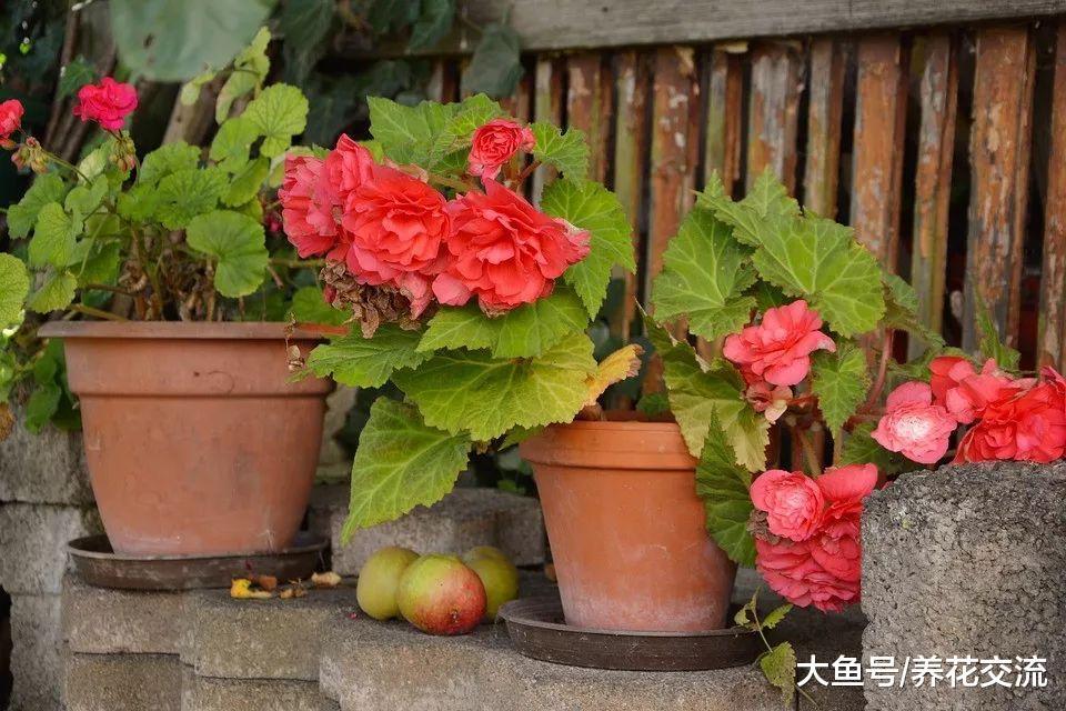 家里的丽格海棠、四季海棠总是不能度夏, 掌握下面这8个技巧就行