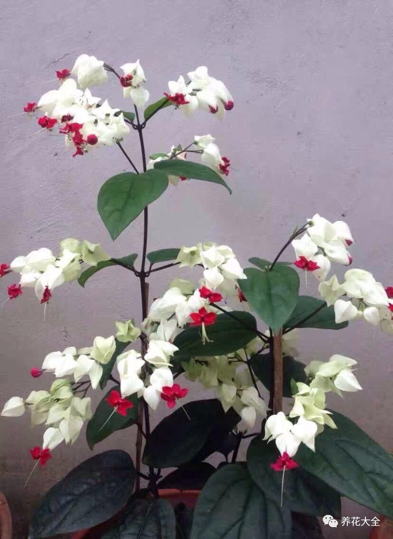 这花会吐小珠子, 阳台养一盆, 开的花可以当窗帘用!