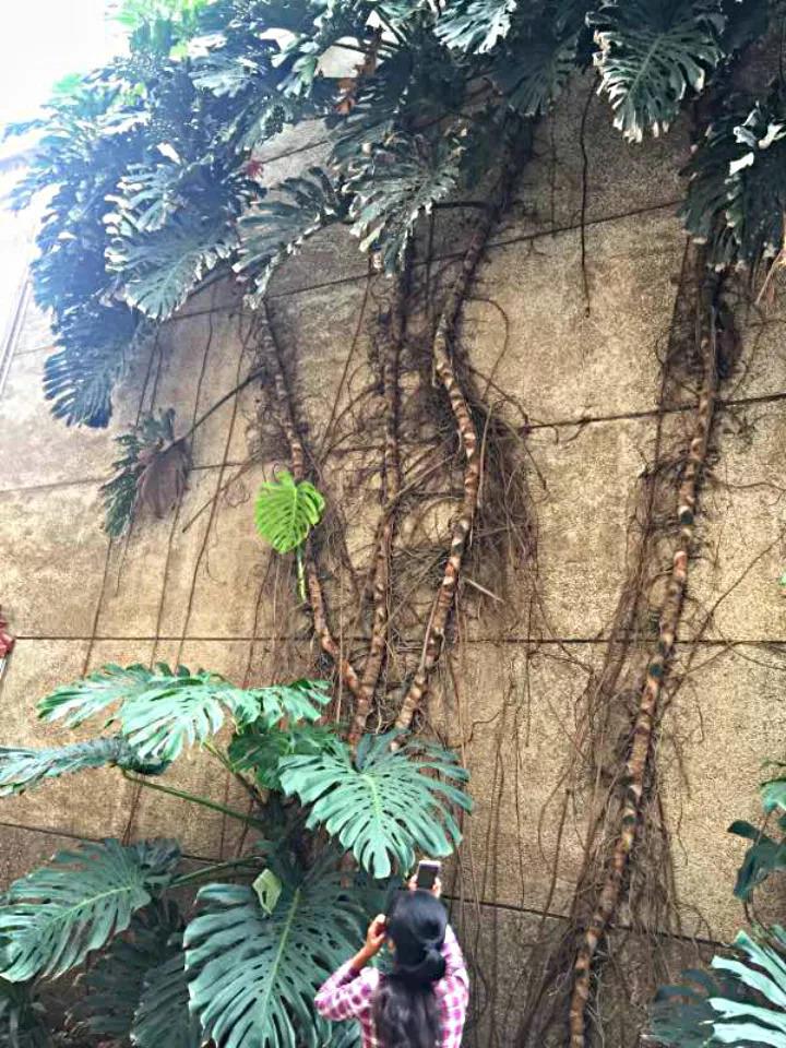大神家的龟背竹, 一养就是20年, 把邻居的墙都爬满了! 想养好龟背竹?