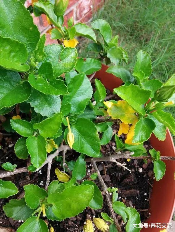 为什么你的热带扶桑花盆栽叶子不断发黄, 有什么促进开花的技巧