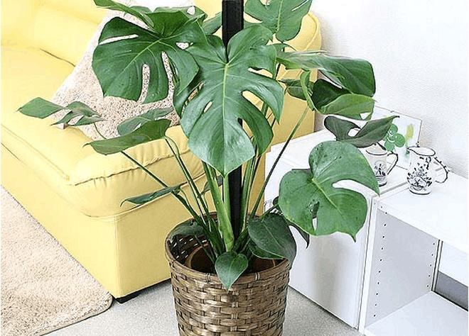 房间“角落”想养花, 选这“3种”, 没阳光照样绿油油!