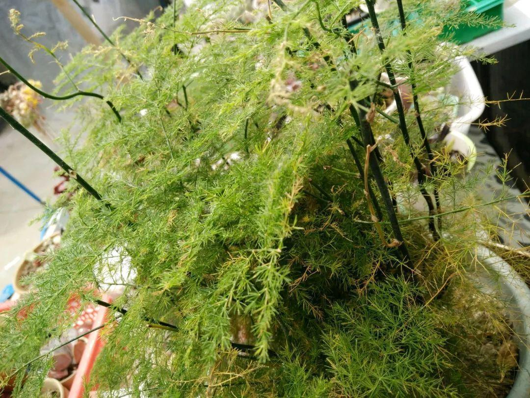 长寿蟹爪兰…秋天赶紧剪1刀, 否则想开花都难!