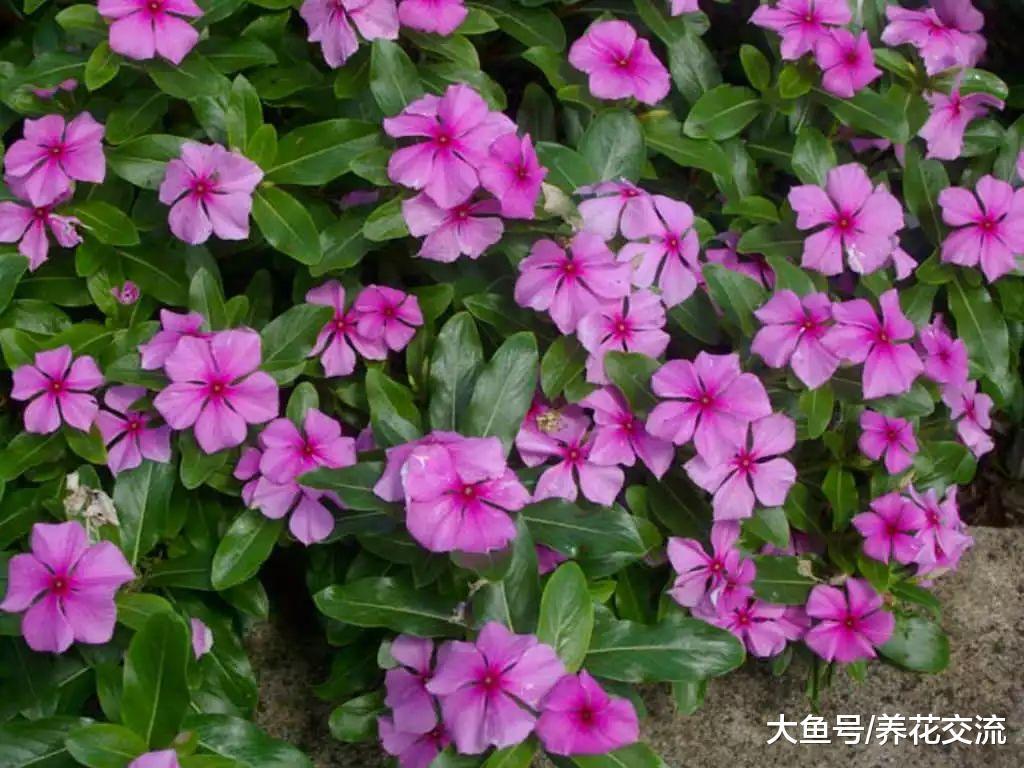 养在阳台上就能常年开花的长春花, 没想到还有这么多花色