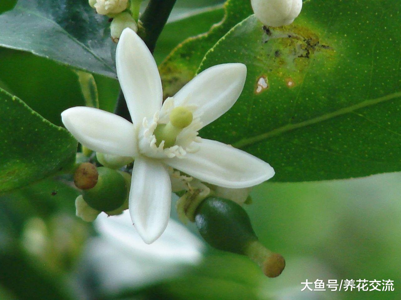 这些植物养家里可以改善空气质量, 将室内变得更加清新