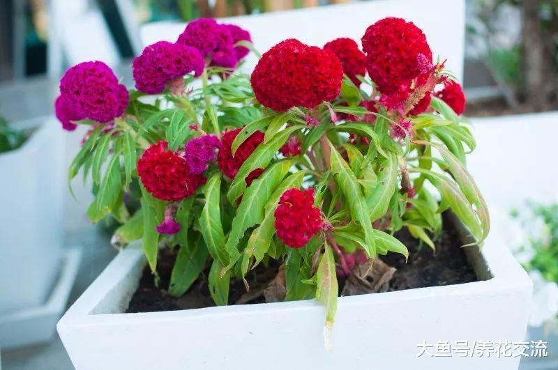 在花盆里养出不断开花的鸡冠花, 花朵长得像五颜六色的鸡冠一般
