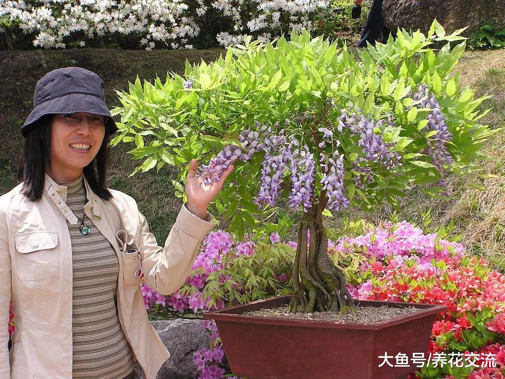 经过适当的修剪, 紫藤花能开出满树枝的花朵