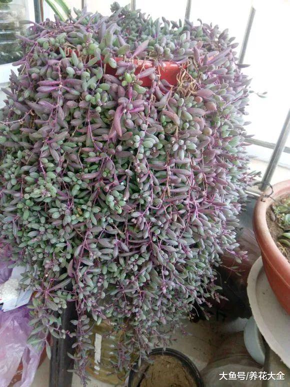 天气越来越热, 不如养盆蓝雪花, 遮阴又好看!