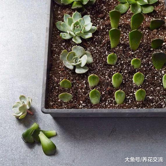 多肉植物的叶片如何变成精致的小盆栽, 养护有什么需要注意的事项