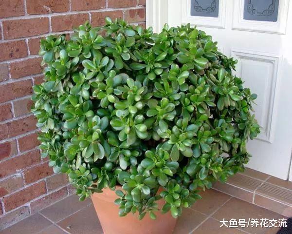 工作繁忙的朋友适合种这8种盆栽植物, 大半个月不浇水也能活
