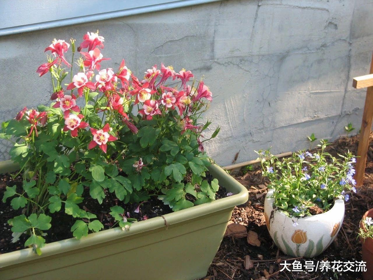 这些花朵精致的植物适合在秋季栽培, 春天能开出灿烂的花朵