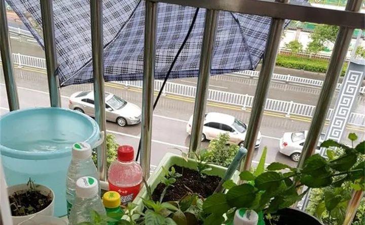 退休花农养花, 自从用了这种水, 啥花都能养得旺!