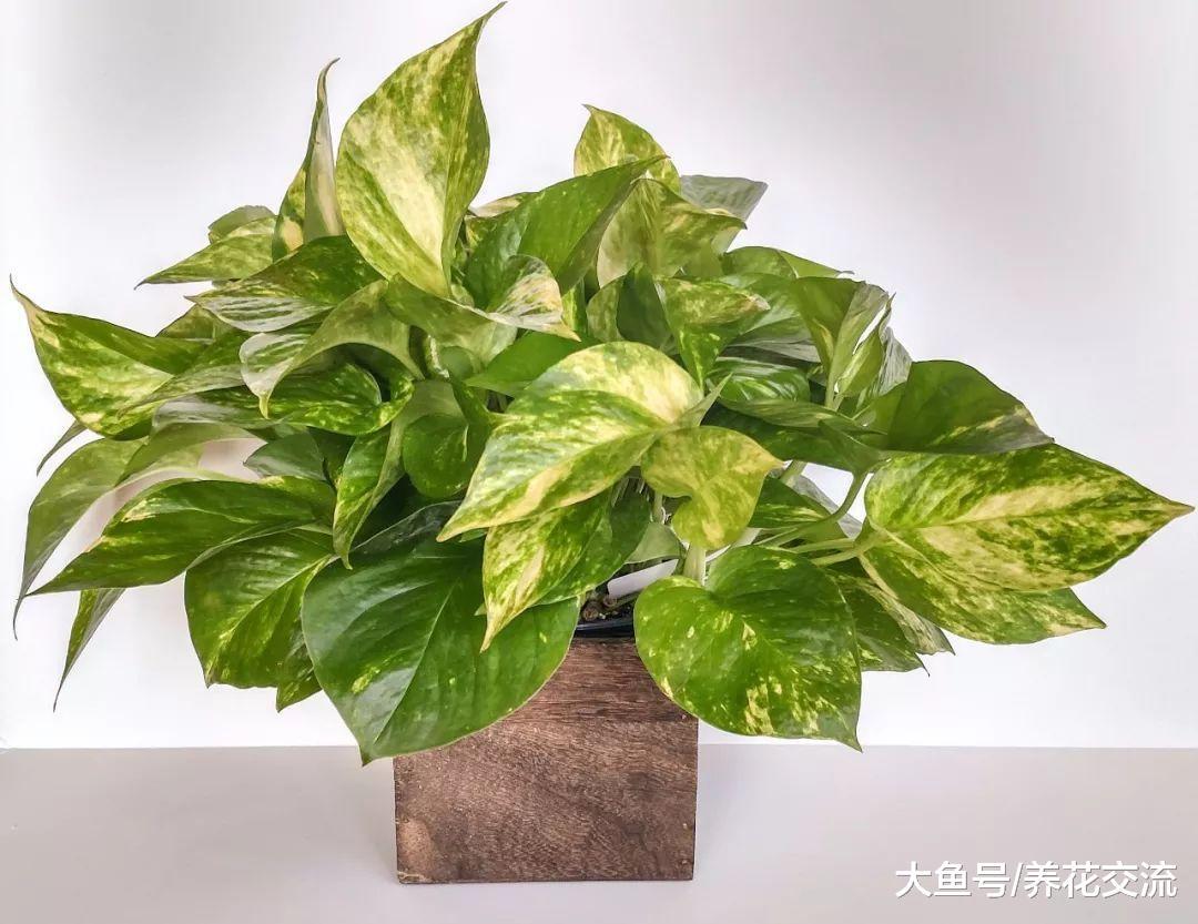最寻常的盆栽绿萝, 没想到也有这么多的品种, 你更喜欢哪一种呢?