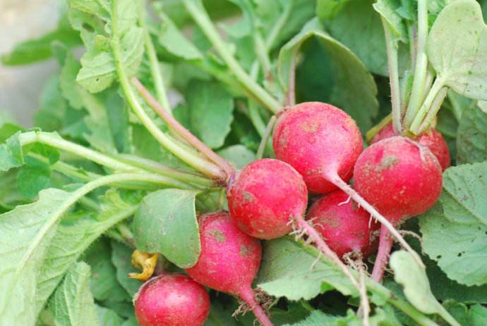 这种天然钙片, 在家种上盆, 爽脆可口, 半个月就能吃!