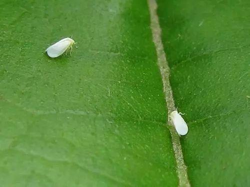 这种虫子高发季节, 盆栽招虫子要这么处理, 百试百灵!