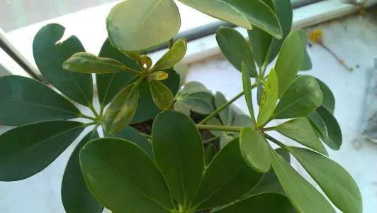 新手养花指南, 学会了养花基本技巧, 还怕养不好植物?
