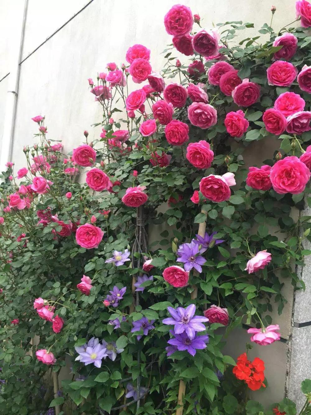 白领妈妈放弃高薪, 回农村造花园, 全村人都看傻了!