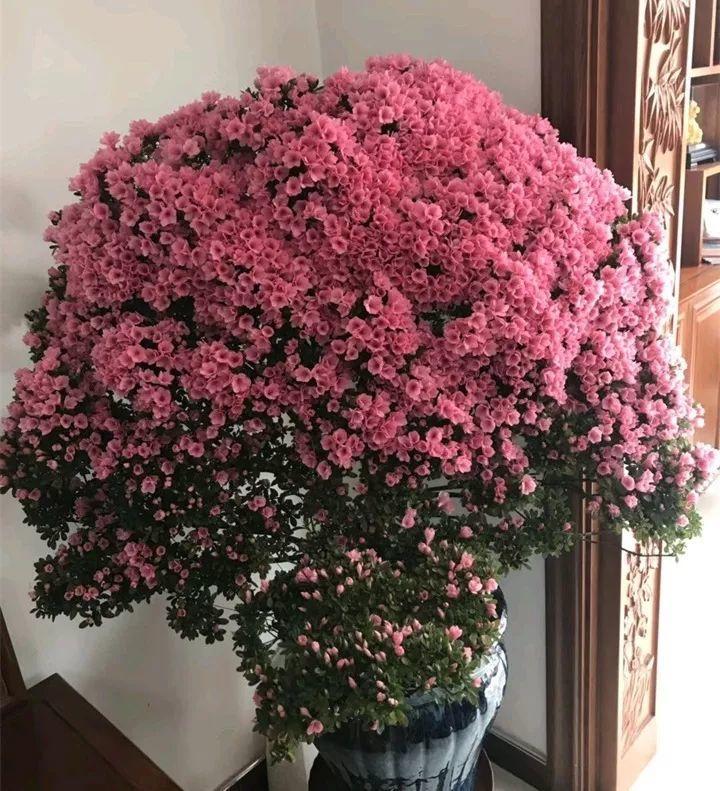他家的杜鹃, 盆里掺了点它, 花开的比叶还多!