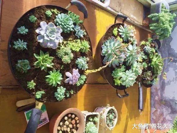 家里的旧铁锅别扔, 拿来养花, 立马变得不一样!