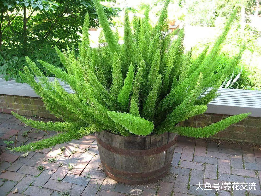 看起来像九尾狐一般的植物, 养在室内能保持四季常青