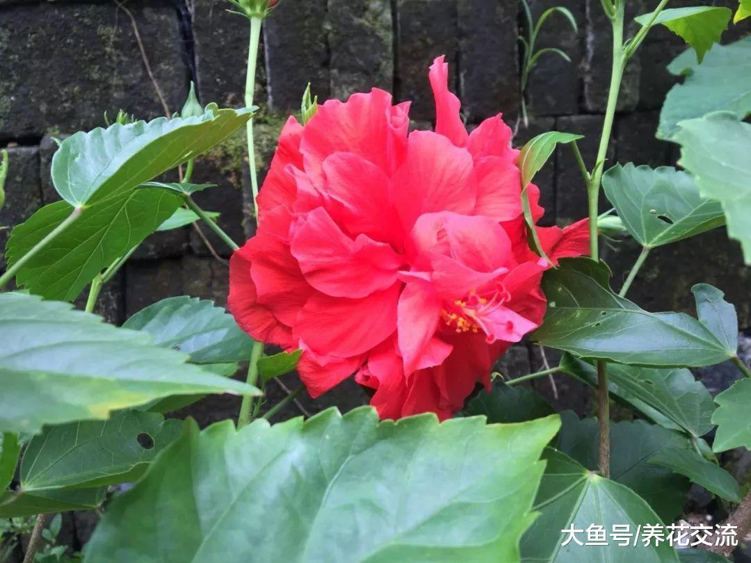 扶桑花叶子发黄的8个原因, 为啥别人的能够一年四季开花?