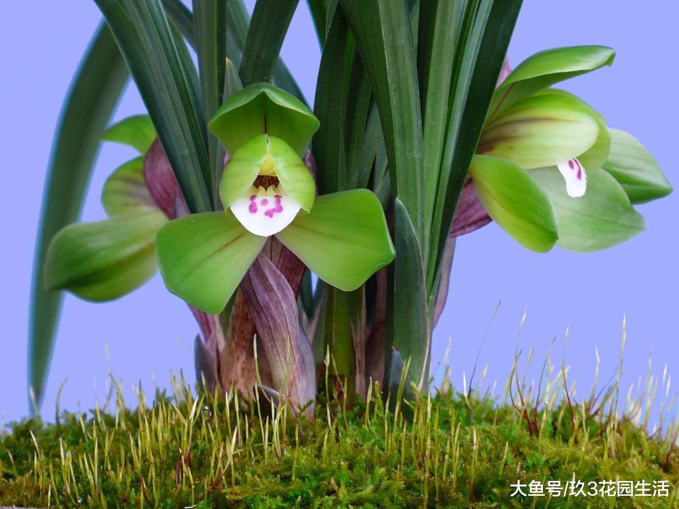 网购兰花如何防止被骗?