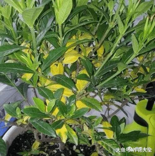 栀子夏天长最快, 这么养10天就爆满盆, 黄叶全没了!