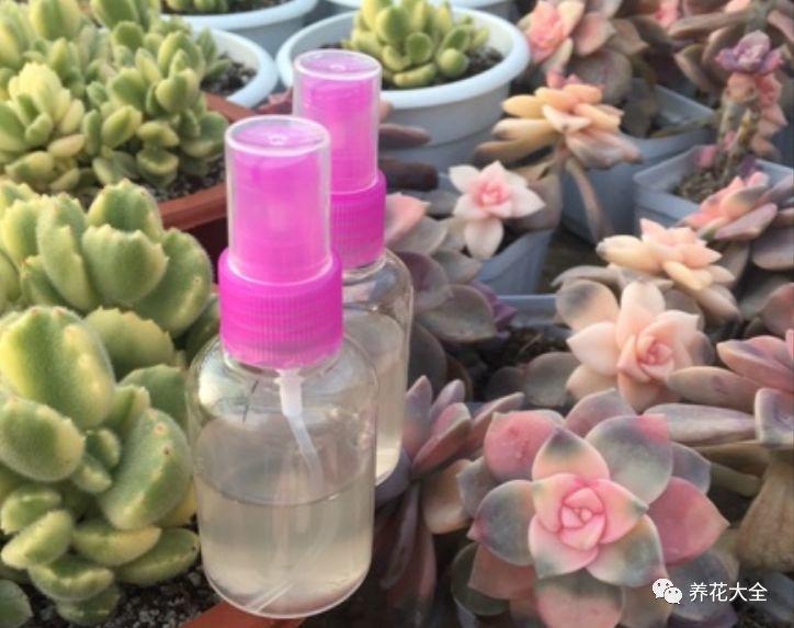 这些多肉全是药锦, 买回家就腐烂, 白给你都别要!