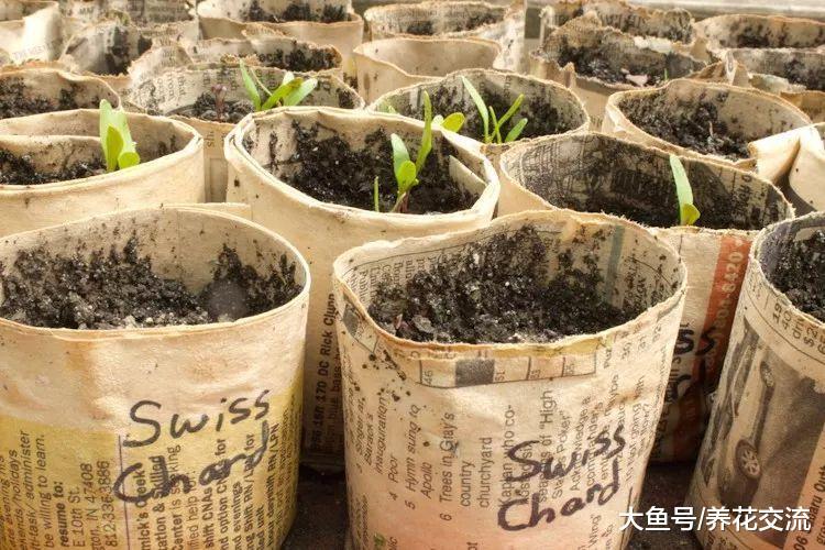 5种非常实用的园艺养花创意, 自己在家DIY肥料和驱虫剂