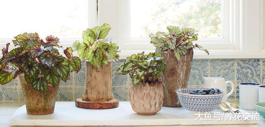 没想到秋海棠的观叶品种这么好看, 耐阴效果还这么棒