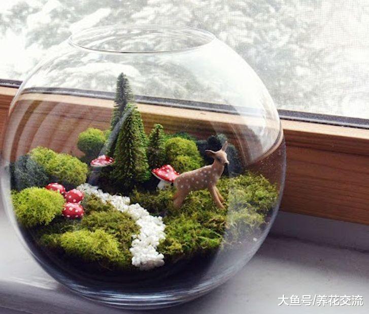 用玻璃罐养成12个迷你盆景, 捡来一些苔藓和植物就行了