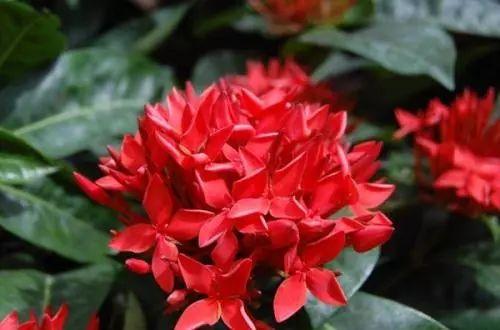 这种常年开花的龙船花该怎么养殖? 怎么才能开爆盆?