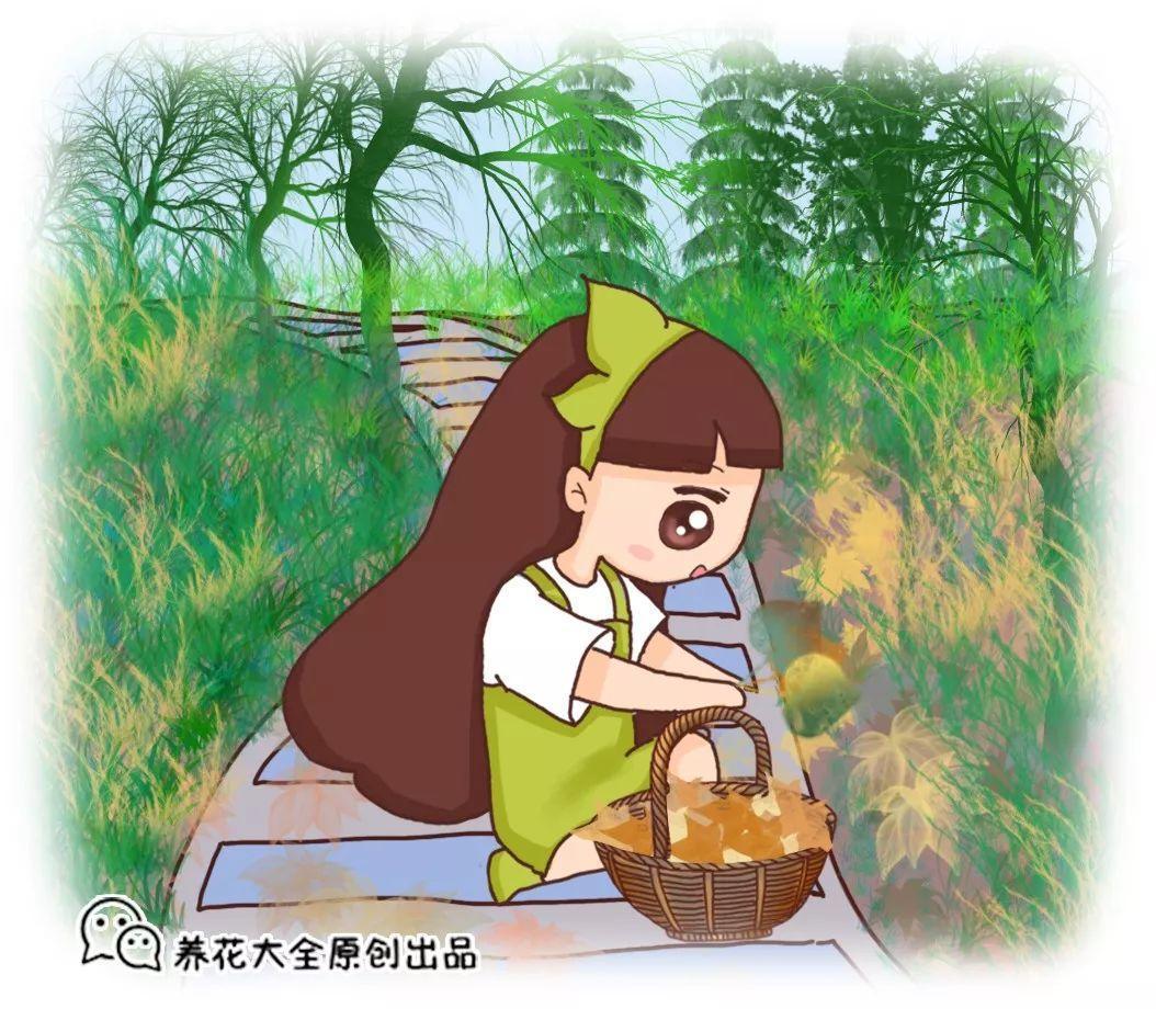 用了老花农给的偏方, 家里的花盆盆开, 没花1分钱!