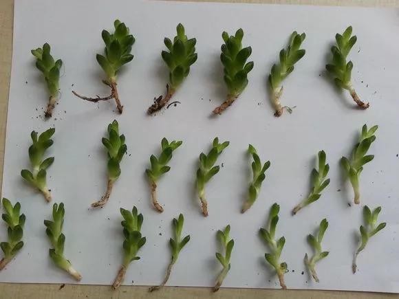 初秋给花扒层皮, 1盆秒变20盆, 省老多钱了!