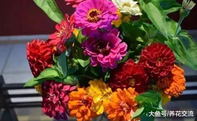 室内的虫子是从哪里来的, 要怎么避免盆栽植物感染病虫害?