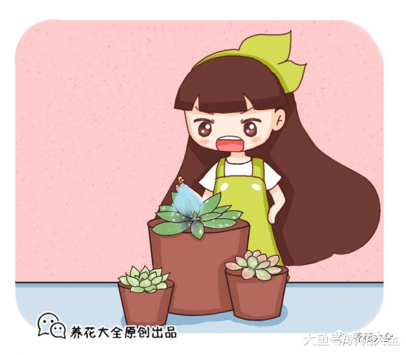 蚧壳虫爬满多肉? 学会这几招, 肉肉又白又胖!