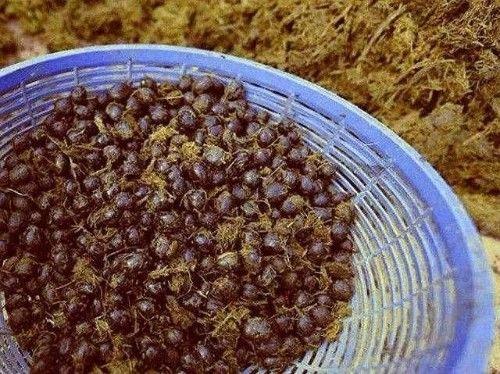 上流社会的奇葩产品象屎咖啡, 一杯比猫屎咖啡贵十几倍