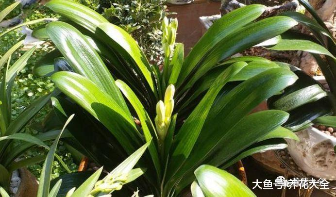 5天治好君子兰夹箭! 学一招把花拽出来!