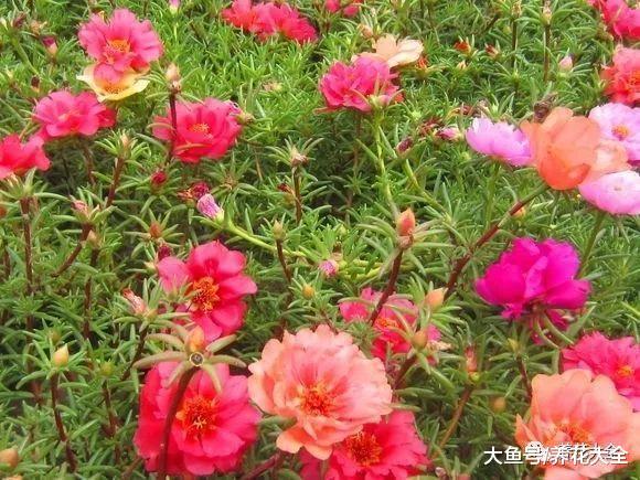 这20种花, 好看又好养, 是养花新手们的最爱!
