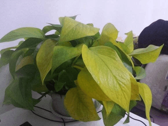 这3种植株不能“晒”, 你把它放阳台上养, 不黄叶才怪!
