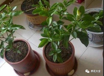 栀子3个月变老桩, 根壮叶绿花满枝, 给多少钱都不卖!