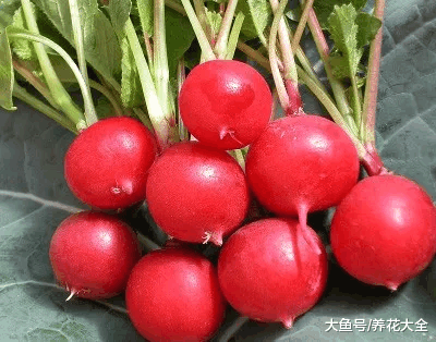 阳台再小这3种菜也能种, 产量高, 还好种!